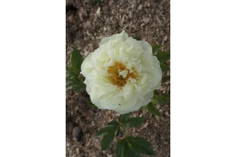LEMON CHIFFON